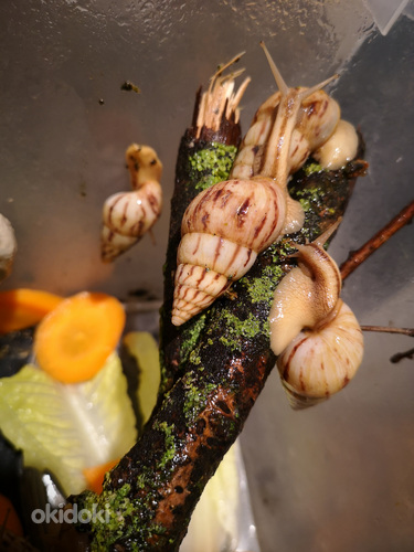 Limikolaria Agatina puutigu