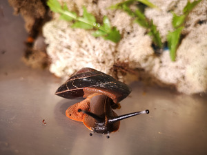 Tigud Pleurodont excellens (pleurodonte excellens) (2 foto / 9)