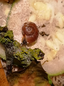 Tigud Pleurodont excellens (pleurodonte excellens) (9 foto / 9)