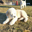 Centrālāzijas aitu suns (foto #4)