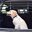 Dobar® 62200 Walky Barrier защита для собак багажные ворота (фото #1)