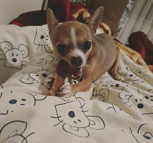 Avatud paaritamiseks emane lühikarvaline chihuahua (2 foto / 3)