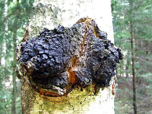 Seened MUSHEEZ ORGAANILISE CHAGA EKSTRAKTI PULBER 50 G (4 foto / 4)