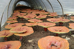 Seened Organic Reishi Extract Powder (4 foto / 4)