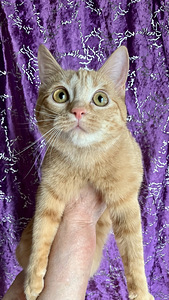 Рыжие котята (4 фото из 4)
