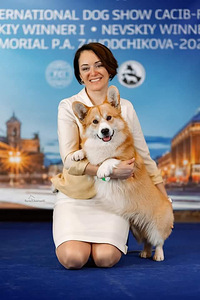 Walesi corgi pembroke (4 foto / 5)