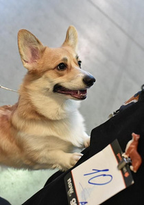 Walesi corgi pembroke (5 foto / 5)