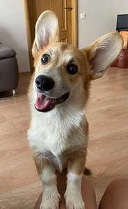 Walesi corgi pembroke (1 foto / 5)