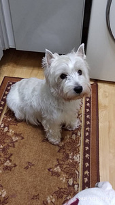 West white terrier (5 foto / 6)