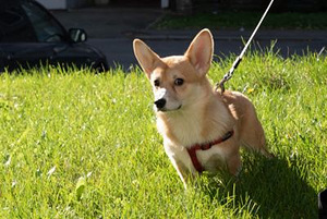 Wels corgi pembroke (6 foto / 10)