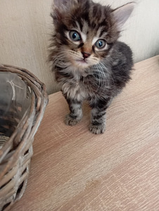 Kaķēni (3 foto no 3)