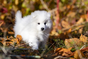 Kucēni (4 foto no 10)