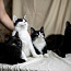 Ласковые котята-подростки в дар (фото #1)
