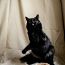 Ласковые котята-подростки в дар (фото #5)