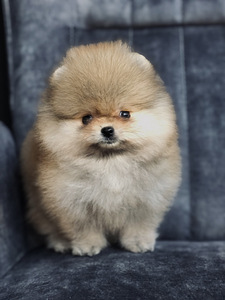Poiss Pomeranian spitz (1 foto / 2)