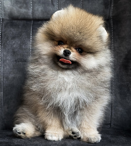 Pomeranian poiss FCI (1 foto / 1)