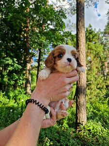 Cavalier King Charles spanjel (1 foto / 10)