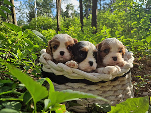 Cavalier King Charles spanjel (3 foto / 10)