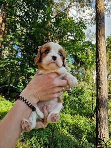 Cavalier King Charles spanjel (6 foto / 10)