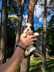 Cavalier King Charles spanjel (10 foto / 10)