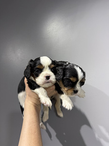 Cavalier King Charles spanjel (2 foto / 2)