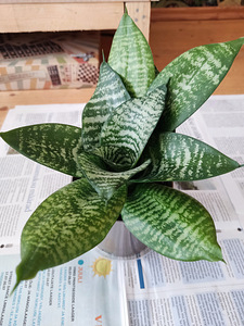 Sanseveria hanni (2 foto / 4)