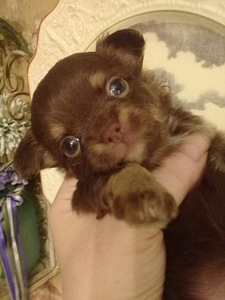 Ilusad chihuahua beebid (3 foto / 5)