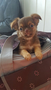 Ilusad chihuahua beebid (5 foto / 5)