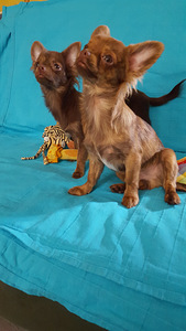 Chihuahua poiss ja tüdruk. 5 kuud (2 foto / 5)