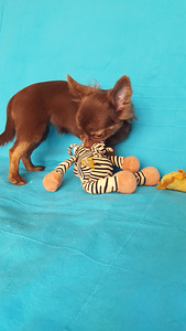 Chihuahua poiss ja tüdruk. 5 kuud (3 foto / 5)