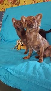 Chihuahua poiss ja tüdruk. 5 kuud (4 foto / 5)