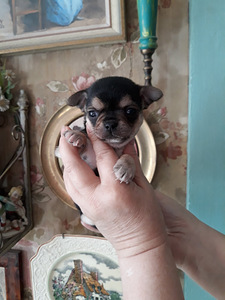 Сhihuahua-resev! (3 foto / 10)