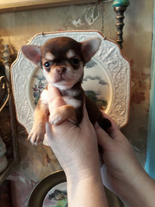Сhihuahua-resev! (6 foto / 10)