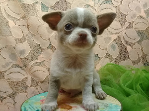 Haruldaste värvidega chihuahua beebid (2 foto / 10)