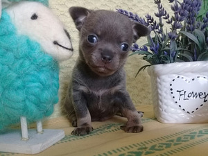 Haruldaste värvidega chihuahua beebid (3 foto / 10)