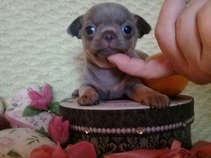 Haruldaste värvidega chihuahua beebid (4 foto / 10)