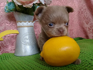 Haruldaste värvidega chihuahua beebid (8 foto / 10)