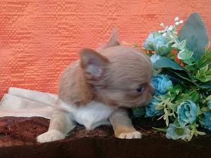 Haruldaste värvidega chihuahua beebid (9 foto / 10)
