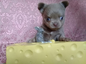 Haruldaste värvidega chihuahua beebid (10 foto / 10)