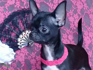 BEEBI CHIHUAHUA HARULDANE TÜÜP (2 foto / 9)