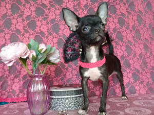BEEBI CHIHUAHUA HARULDANE TÜÜP (5 foto / 9)