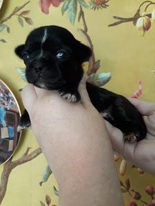 BEEBI CHIHUAHUA HARULDANE TÜÜP (6 foto / 9)