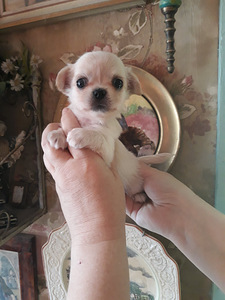 Chihuahua pois (2 foto / 2)