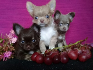 Haruldaste värvide chihuahua (2 foto / 10)