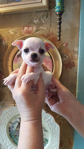 Haruldaste värvide chihuahua (4 foto / 10)