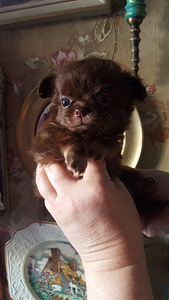 Haruldaste värvide chihuahua (1 foto / 10)