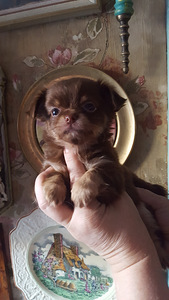Chihuahua beebid (2 foto / 10)