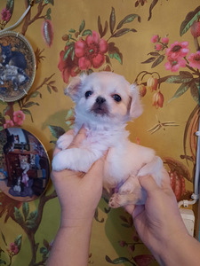 Chihuahua beebid (5 foto / 10)