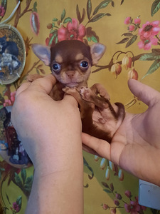 Chihuahua beebid (7 foto / 10)