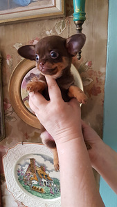 Chihuahua beebid (10 foto / 10)